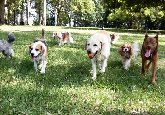TWRA-Paws-In-The-Park